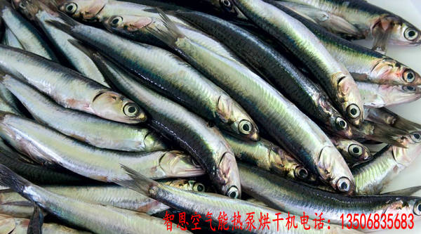 鳳尾魚(yú)烘干機(jī)